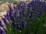 Provence