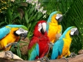 137-jurong-bird-park-singapore2