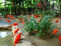 138-Jurong-Bird-Park-Singapore