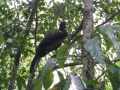 110-Tikalbird