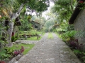 115-guatemala vegetation